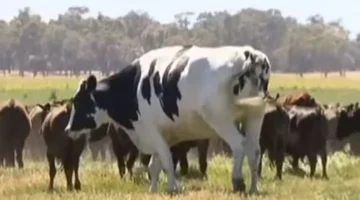 غازات الأبقار وتأثيرها البيئي يدفع دولًا عدة إلى فرض قيود جديدة على تربية الماشية 1